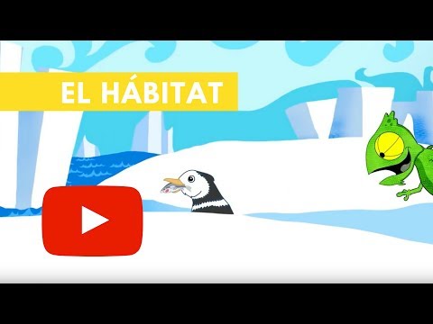 Video: ¿Cuáles son las cinco características de un hábitat?