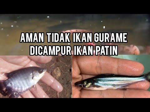 Ikan Mas Nila Gurame Udang Galah Patin Bawal