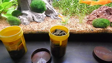 Jaké jsou ryby v akváriu?