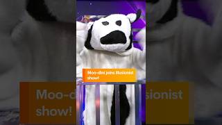 Moo-dini joins illusionist show!