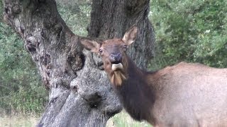 Cow Elk and Calves Eating Apples in Elk County Pennsylvania
