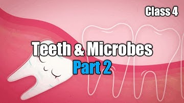 Class 4 | Chapter 2 | Teeth and Microbes : Part 2 ( Kind of Teeth & Structure of Tooth )