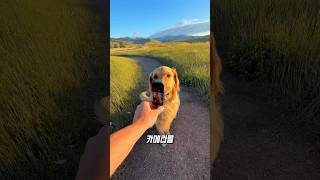 리트리버에게 카메라를 주면 벌어지는 일