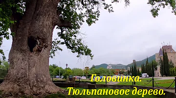 Головинка. Тюльпановое дерево! Коротко.🌴ЛАЗАРЕВСКОЕ СЕГОДНЯ🌴СОЧИ.