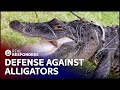 The First Line Of Defense Against Alligators | Risk Takers SE1 EP2
