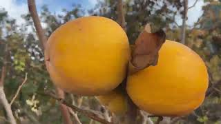 видео: Хурма.  Урожай 2025 ! Гора Говерла. картинка: Хурма.  Урожай 2025 ! Гора Говерла.