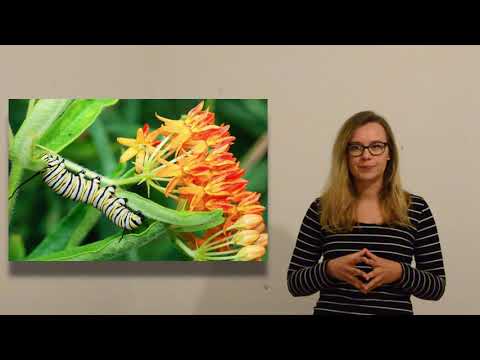 Drugelių gyvenimas | 14 dalis - Drugeliai, kaip gandrai - Jų migracijos ir drugeliai monarchai