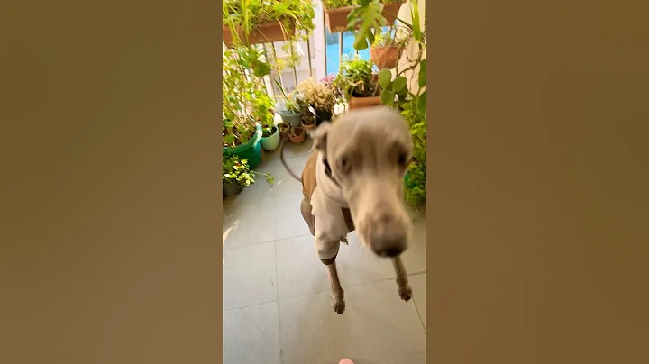 ☀️MORNING 🐶HAPPY ✨ #shorts #dog #dogs #whippet #happydog