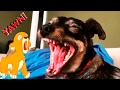 Dog yawning compilation #1 - Funny videos animals 2017