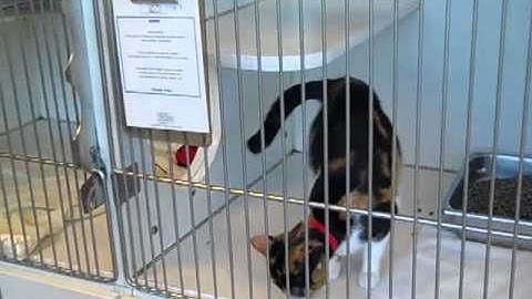 Cat Training: Find your reinforcer & targeting