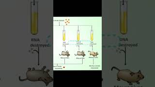 Avery, Macleod & Mccarty Experiment