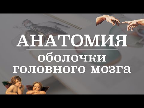 Оболочки и пространства головного мозга | Анатомия