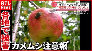 【カメムシ大量発生】収穫最盛期の梨やお米に被害…35都道府県に“注意報”
