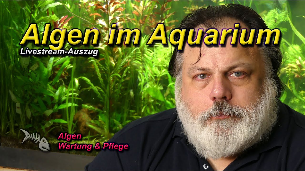 Algen gehören zu einem funktionierenden Aquarium dazu - Algen verstehen lernen