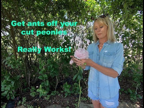 How to grow flowers - Get ants off your cut peonies!