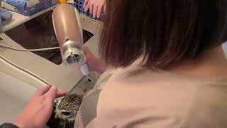 乾かされるフクロウ