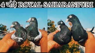 02/05/2026 | 2 जोड़े BLACK GOLD | 2 जोड़े ROYAL SAHARANPURI KALSIRE | MOB-7895507817 | LOW PRICE | 