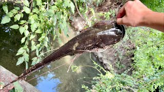 食パンで巨大魚が釣れるらしい