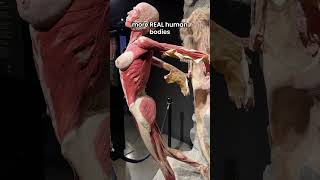 This anatomy museum displays REAL skinned bodies