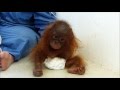 IAR releases distressing video of baby orangutan traumatised by years kept as a pet.