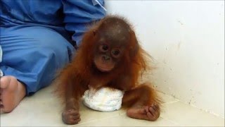 Iar Releases Distressing Video Of Baby Orangutan Traumatised By Years Kept As A Pet