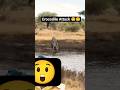 Attack on Cheeta #cheetah #crocodile #wildlife #animallife #wildlifeentertainment #greenscreen