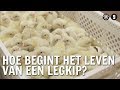 Hoe begint het leven van een legkip? | De Buitendienst over de kip en het ei