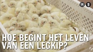 Hoe begint het leven van een legkip? | De Buitendienst over de kip en het ei