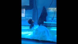 VIDEO0165 медузы