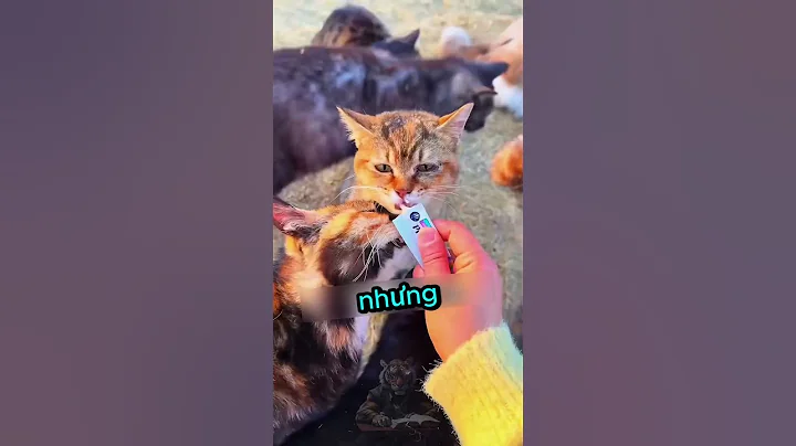 Những Chú Mèo Rất Thích Món Quà Cô Ấy Làm Cho Chúng ☺️