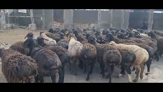 100 Bosh Qirgiziston Jallolobod Qochqorlar Yolda 998972078343