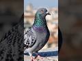 Beautiful Pigeon close_up 🕊 #pigeon#kabootar#pigeonlove#cuteBirds#birdshorts#shorys #viralvideo