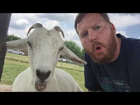 Cute Funny Paws On Youtube Showing Baby Goats and Happy Dogs