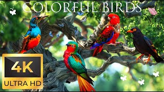 Birds 4K VIDEO UHD - Beautiful Birds Sound | Bird Melodies - Stunning Relaxing Music