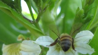 Honey Bees Of The Venus Star Teaser