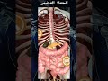 صورة الجهاز الهضمي للإنسان 3D صورة الجهاز الهضمي للإنسان 3D