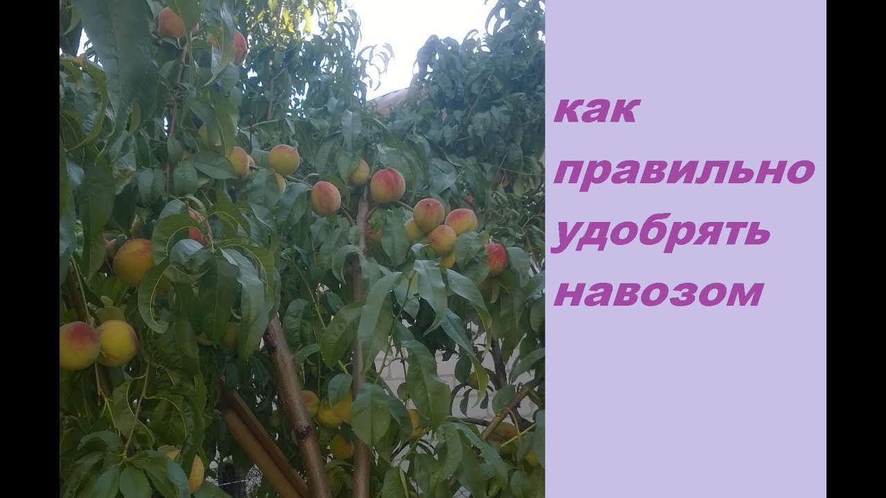 Смотреть видео