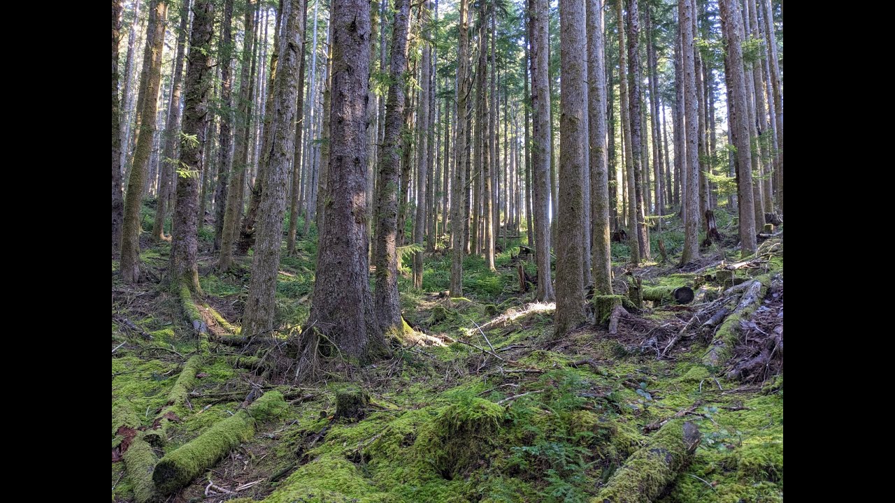 Тропа Spyglass Ridge в городе Линкольн-Сити, штат Орегон.