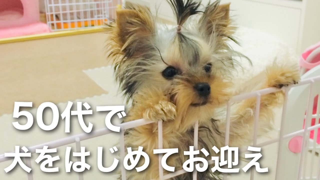 50代、子無し。子犬をお迎えして待ち受けていた日々