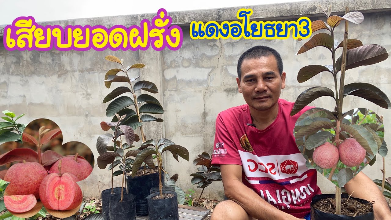 EP.03 ฝรั่งแดงอโยธยา3 #เสียบยอด ง่ายๆ สไตล์ชายสันต์