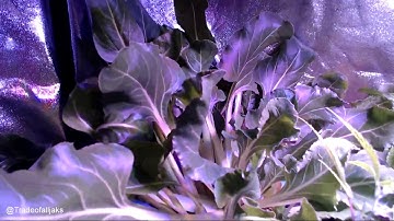 DIY Aquaponics Arduino Tentacle Shield Atlas Scientific