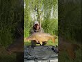 CARPFISHING “Maggioinmincio” TERZA PARTE #carpfishing #pesca #fishing
