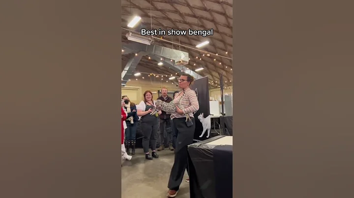 Watch the video about Best cat show #funny #funnycat #pet #cats #funnyvideo #foryou #fyp #usa_tiktok