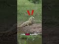 Unreal Moments Where the Animal Kingdom Broke Its Own Rules #animals #wildlife