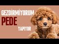 Köpeğimi Gezdirmesem, Evden Hiç Çıkarmasam , Sadece Tuvaletini Pede Yapsa Bir Problem Olur Mu?