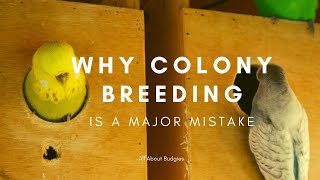 Why Colony Breeding Budgies Is A Major Mistake by AllAboutBudgies 16,947 views 4 years ago 3 minutes, 52 seconds