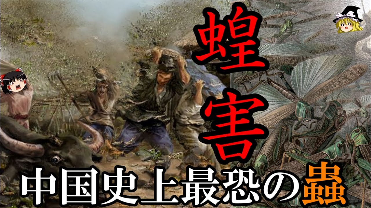 【ゆっくり解説】　蝗害の中国史　歴代王朝が恐れた、地上を覆う恐怖の大群　災害の中国史　【飛蝗　中国史】