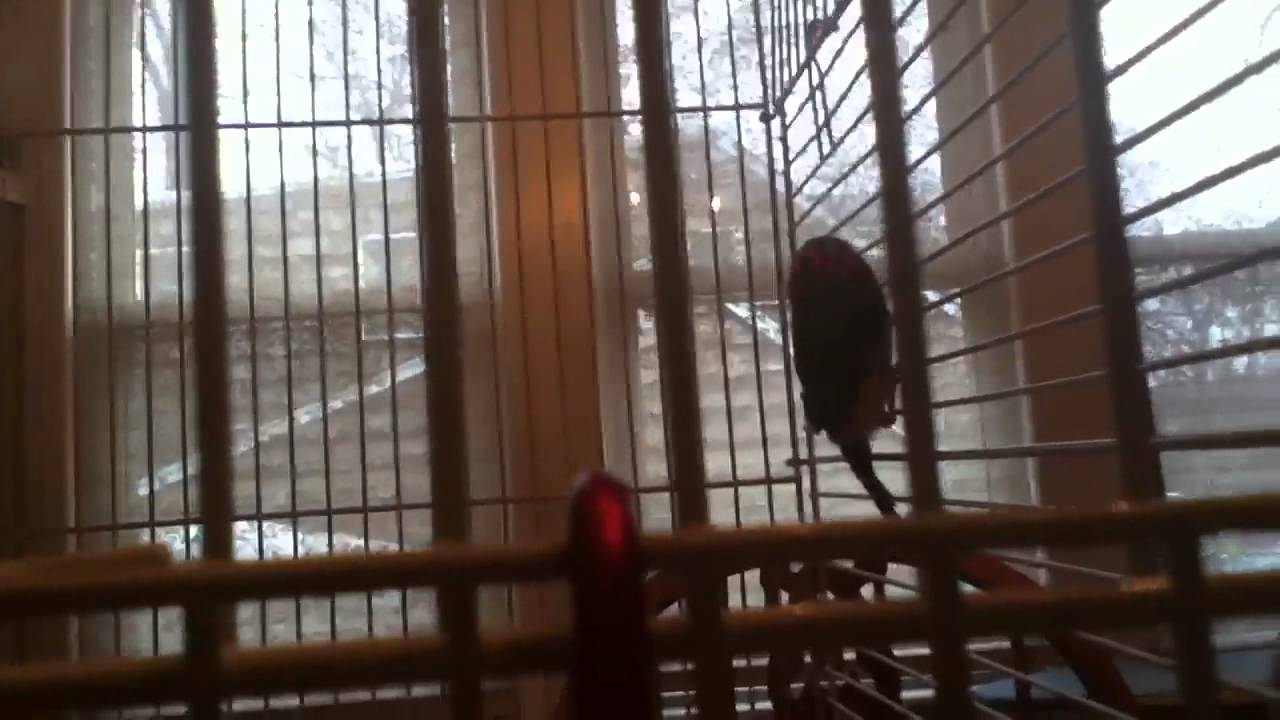 camera iphone 8 plus apk Zebra finch