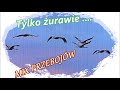 Tylko żurawie   -    Mix Przebojów .