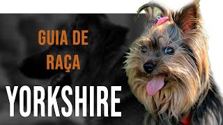 YORKSHIRE  All about the dog breed